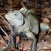 iguana_rock_lwc_provo_v_0072_tci0072.jpg